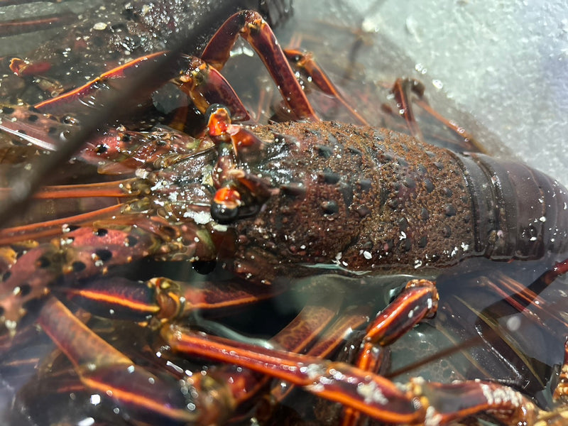 【海老の王様】『"活"伊勢海老』和歌山県産 1尾（500g前後）※1〜2人前