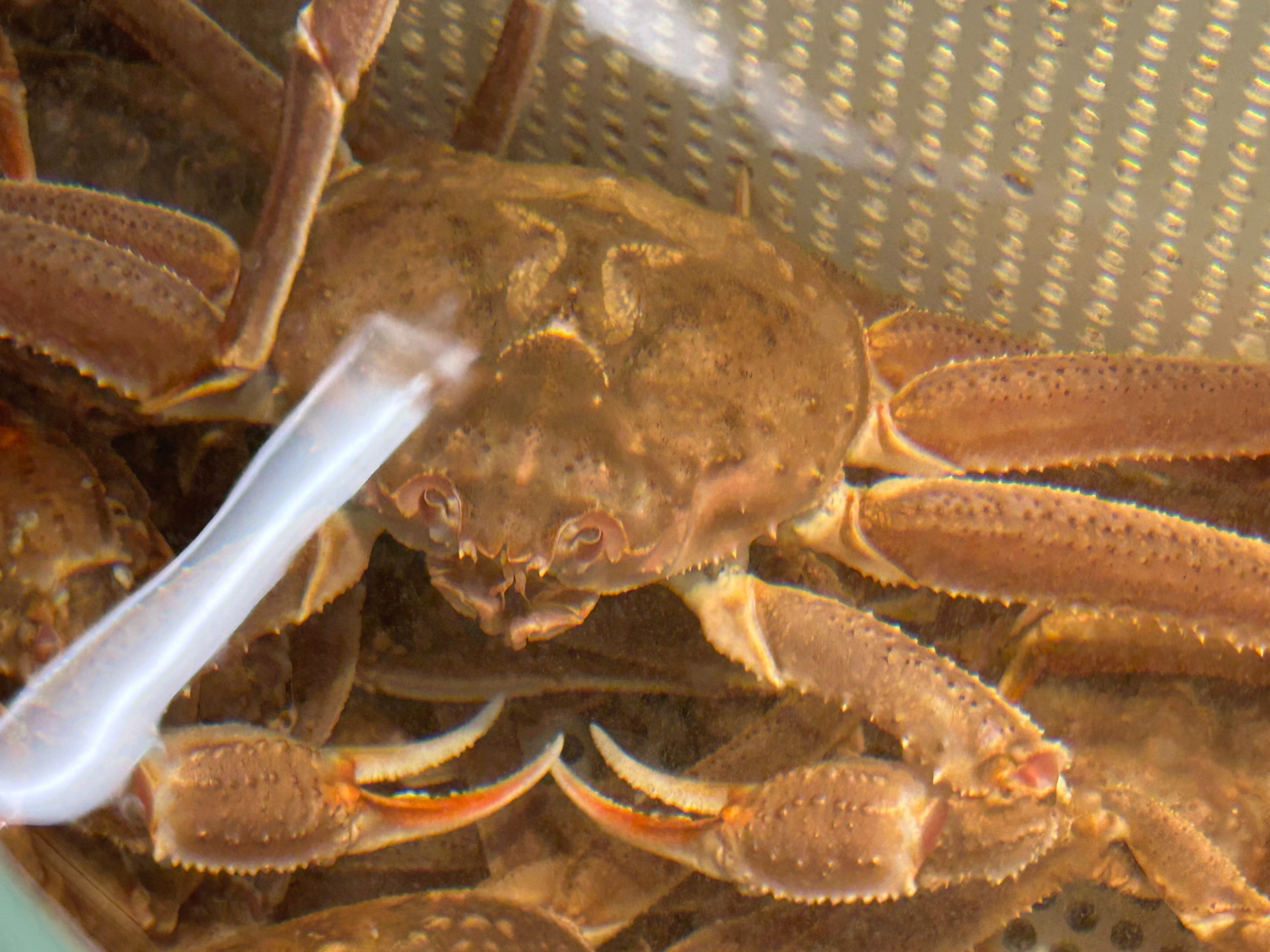 北海道産　活オオズワイガニ　小サイズ10杯と大サイズ2杯 北海道産 活オオズワイガニ 小サイズ10杯と大サイズ2杯の通販はau PAY