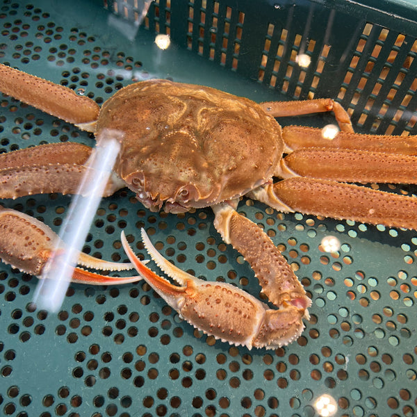 北海道産　活オオズワイガニ　4キロと大サイズ2杯 楽天市場】オオズワイガニ 北海道産 姿 ボイル 冷凍 4尾 計1.4kg