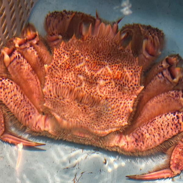S__83419162_0_600x600_crop_cen