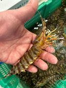 【豊洲市場直送】『"活"車海老』九州産 10尾（約40g/１尾）冷蔵