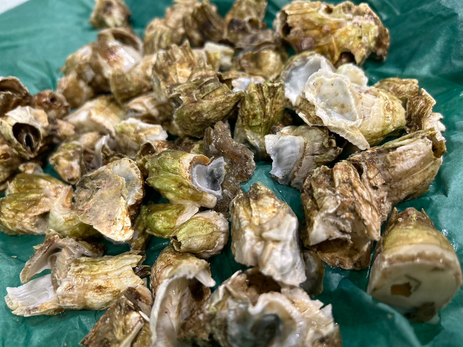 【豊洲市場直送】"珍味" 『フジツボ』(500g) 富士壺（ふじつぼ）青森産他・冷蔵