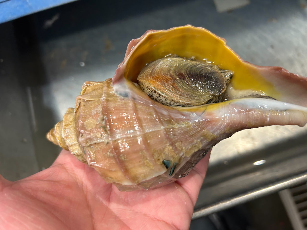 豊洲市場直送】