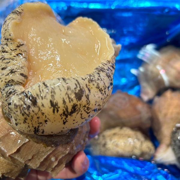 豊洲市場直送】