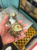 【豊洲市場直送】『"活"サザエ』並〜大サイズ 約1kg 千葉県・長崎県他 海鮮バーキューにも