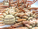 【内子が旨い！】『"活"セイコガニ（メスのオオズワイガニ）』北海道産 1杯150g前後×5杯・冷蔵