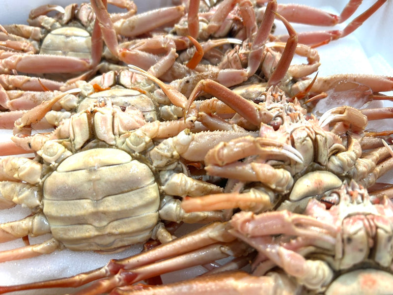 【内子が旨い！】『"活"セイコガニ（メスのオオズワイガニ）』北海道産 1杯150g前後×5杯・冷蔵