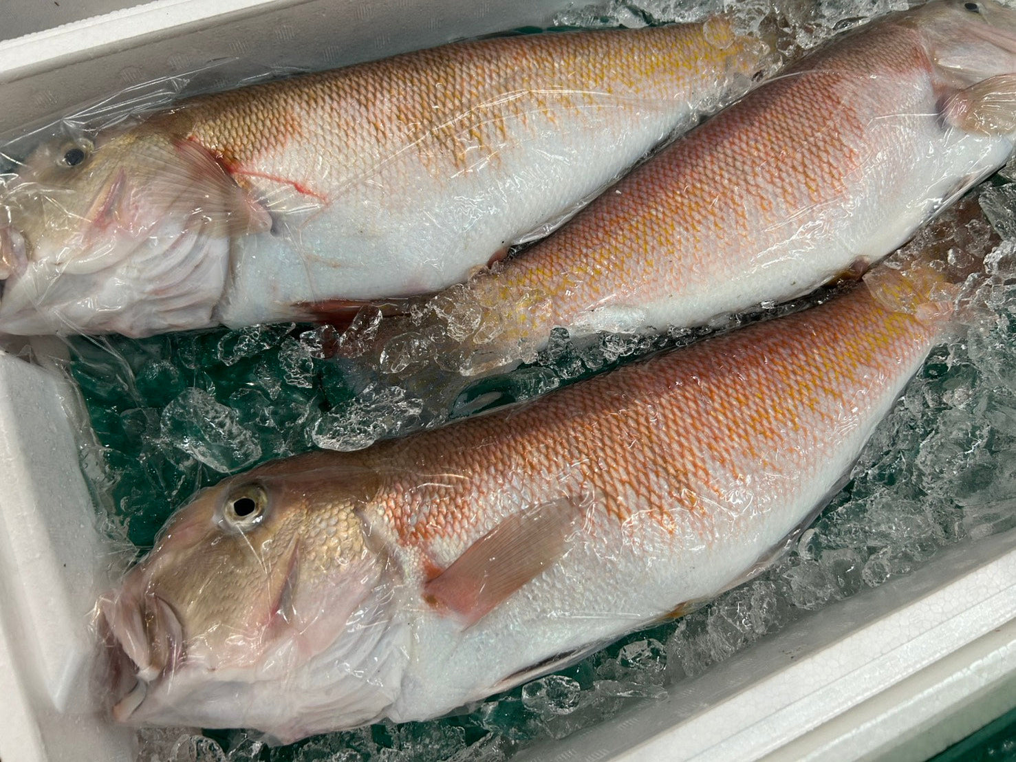 【幻の高級魚】『白甘鯛(シラカワ)・釣り物』 1尾(約1~1.2kg) 愛媛・山口・鳥取他産 冷蔵