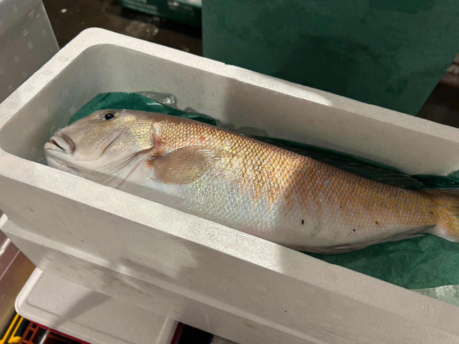 幻の高級魚】『白甘鯛(シラカワ)・釣り物』 1尾(約1~1.2kg)
