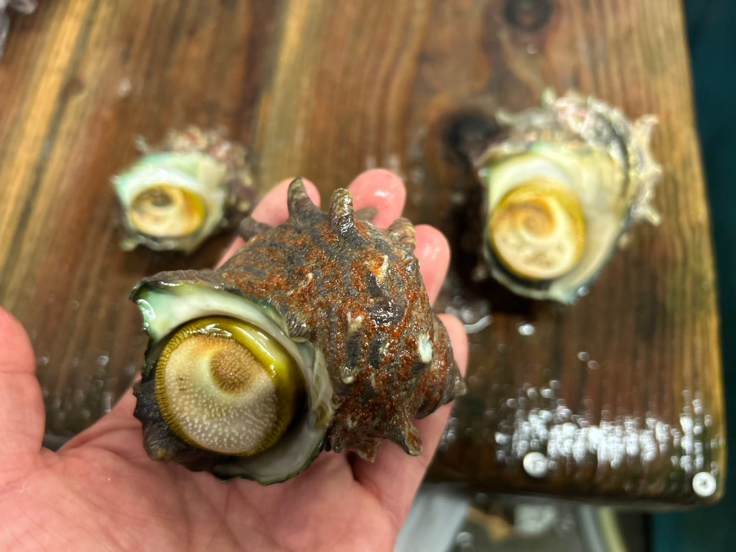【豊洲市場直送】『"活"サザエ』並〜大サイズ 約1kg 千葉県・長崎県他 海鮮バーキューにも