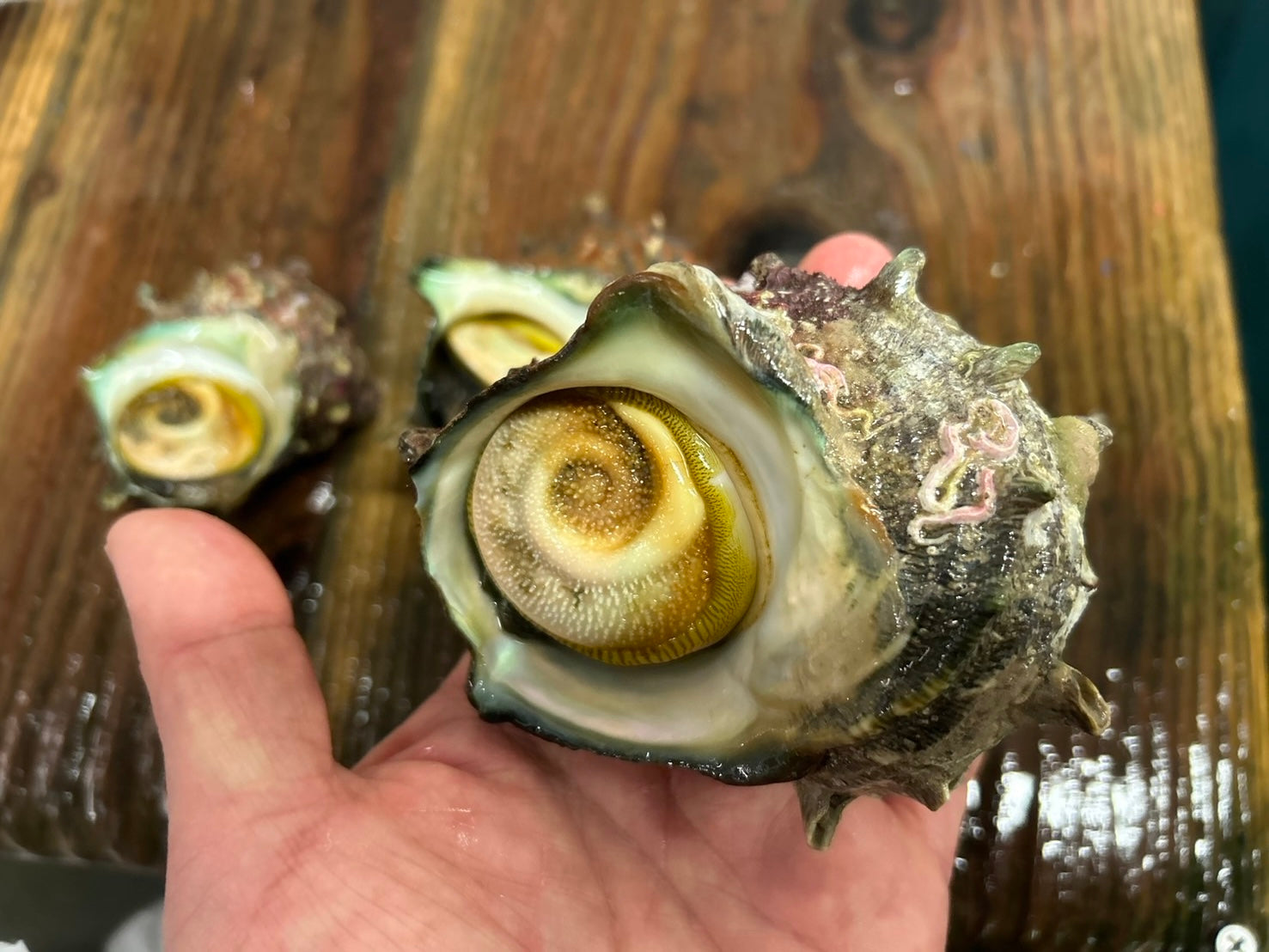 【豊洲市場直送】『"活"サザエ』並〜大サイズ 約1kg 千葉県・長崎県他 海鮮バーキューにも