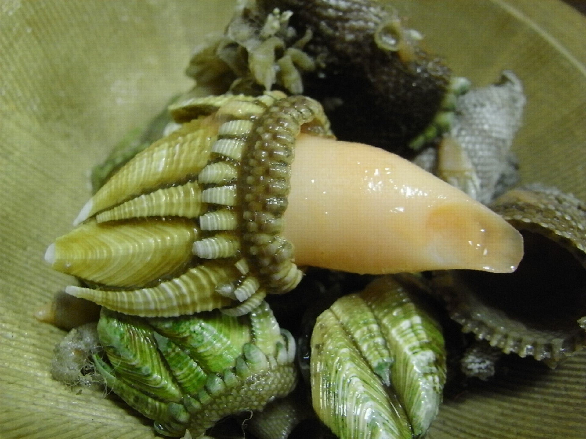 【豊洲市場直送】"珍味" 『亀の手』カメノテ(500g)愛知県産他・冷蔵