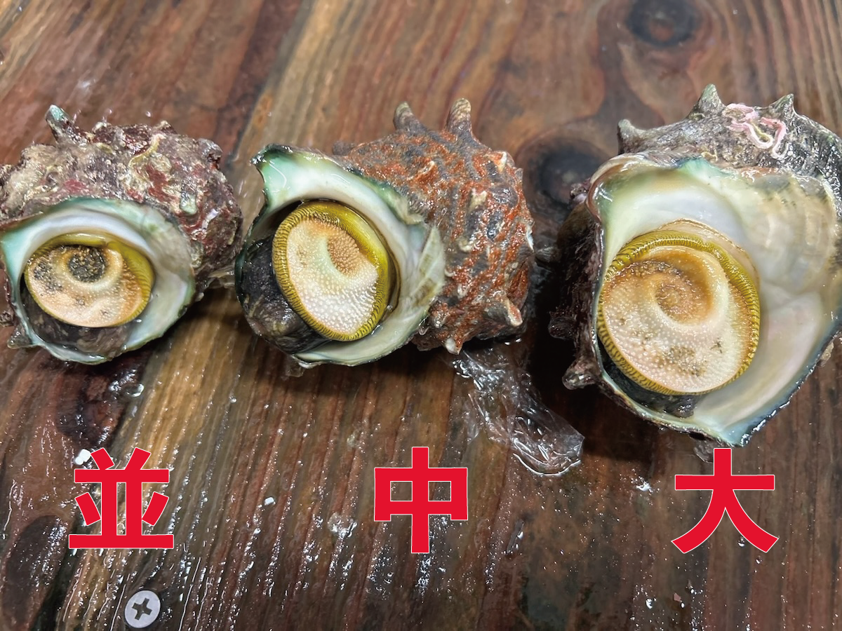 【豊洲市場直送】『"活"サザエ』並〜大サイズ 約1kg 千葉県・長崎県他 海鮮バーキューにも