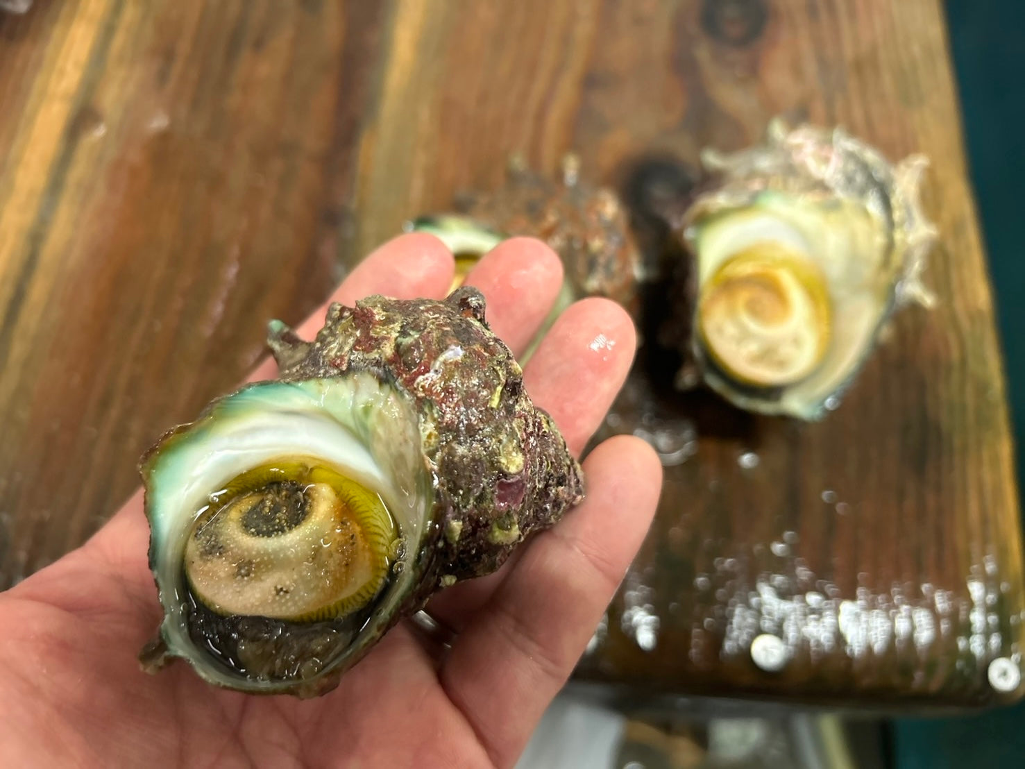 【豊洲市場直送】『"活"サザエ』並〜大サイズ 約1kg 千葉県・長崎県他 海鮮バーキューにも