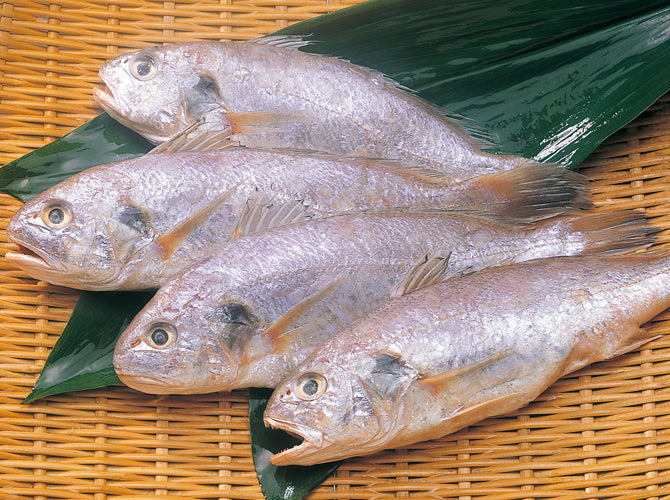 鈴廣 古今 原料魚のグチ