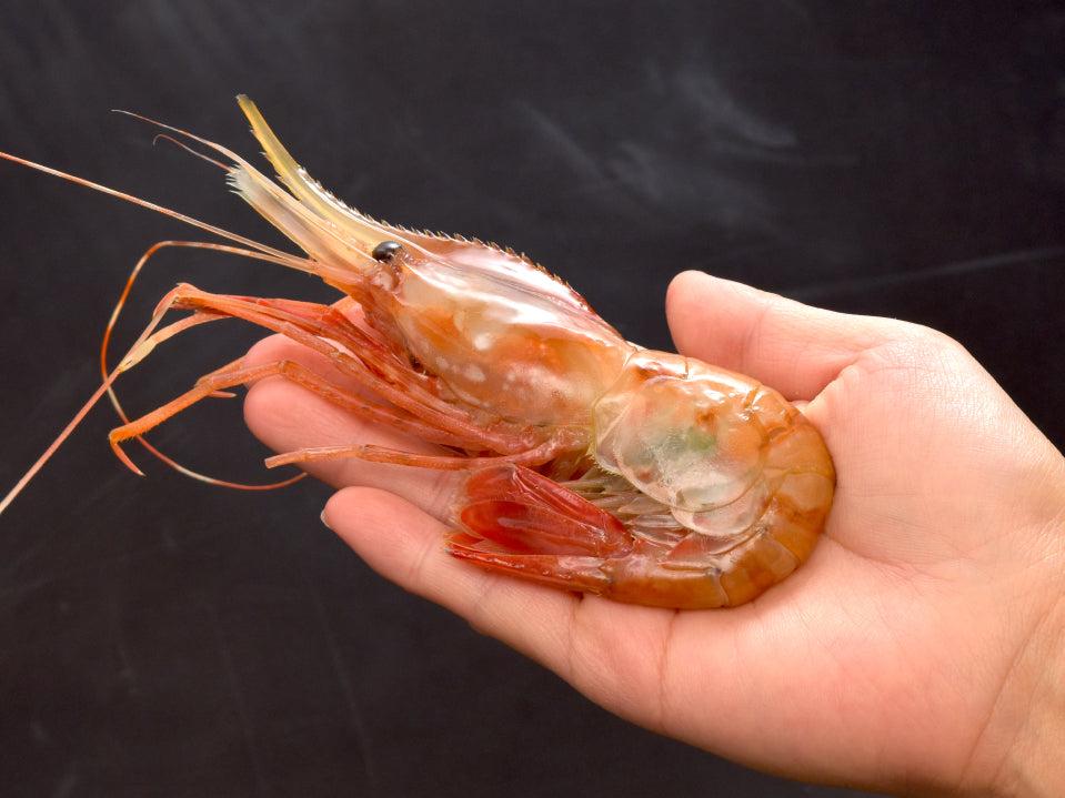 【豊洲市場直送】ロシア産生ぼたん海老 （1kg・26尾前後）・冷凍