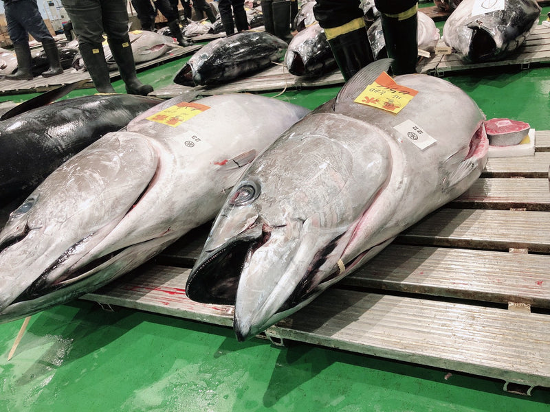 【特上】天然生本鮪（ホンマグロ）『背』ブロック、コロ約2or4キロ 豊洲市場直送・冷蔵