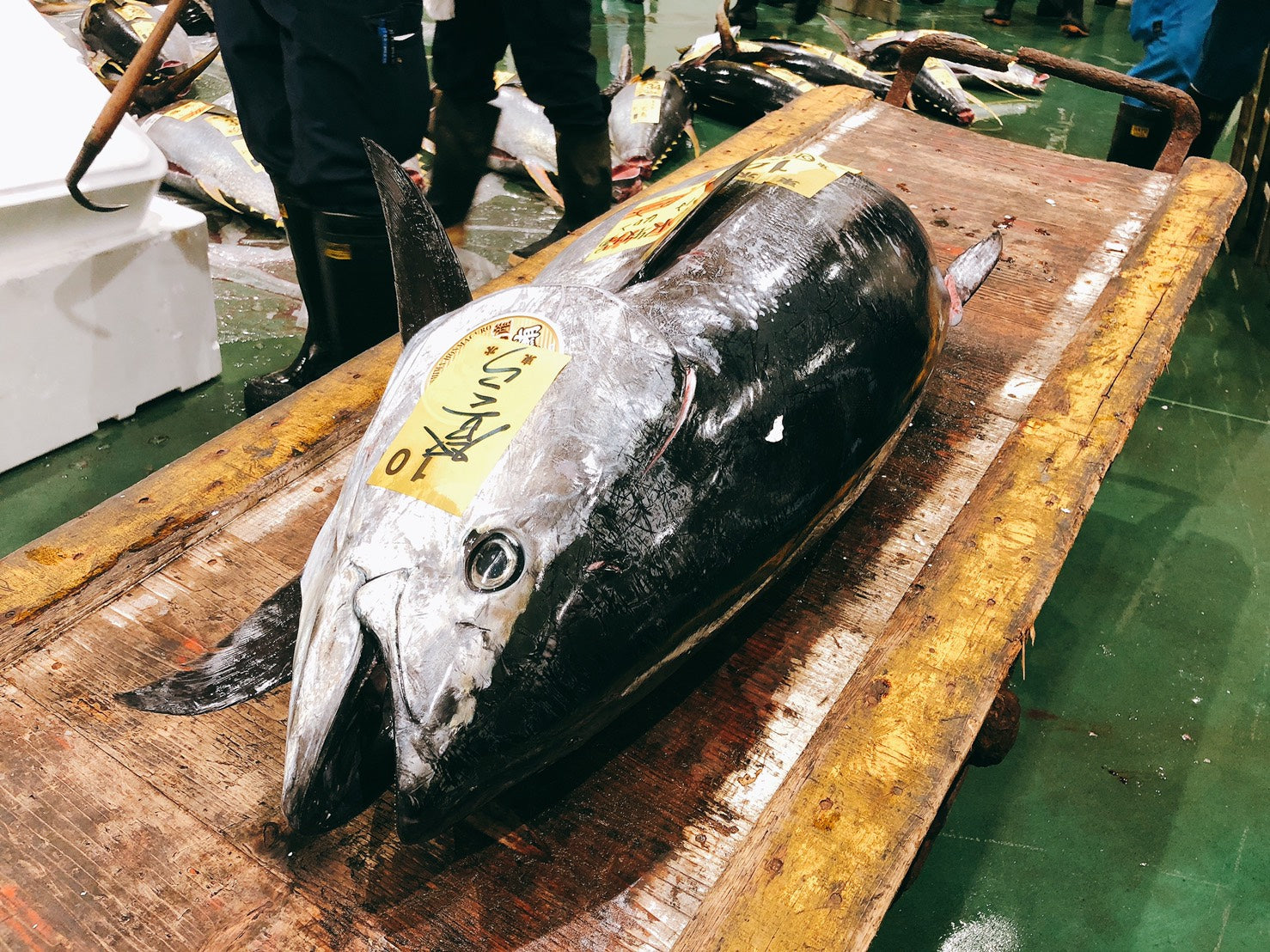 【特上】天然生本鮪（ホンマグロ）『腹』ブロック、コロ約2or4キロ 豊洲市場直送・冷蔵