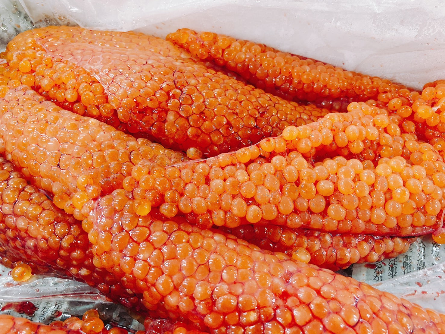 【豊洲市場直送】北海道産白鮭の『新物・生筋子（生食・醤油漬け用）』 約500g or 1kg 冷蔵