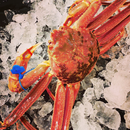 【極上特大】『浜茹で凍結 松葉ガニ（タグ付き）』茹で前1kg以上 津居山漁港直送※日付指定可（12月30日〜1月1日）※1〜4人前・冷凍