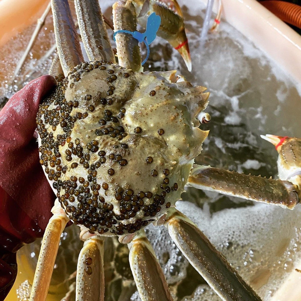 浜茹でタグ付き松葉カニ(中サイズ) 浜茹でタグ付き松葉カニ(中サイズ)