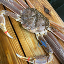 【冬の味覚の王様】『"活"松葉ガニ特大サイズ（タグ付き）』島根・鳥取・兵庫・京都府産 1杯（900g〜1.1kg）※1〜4人前