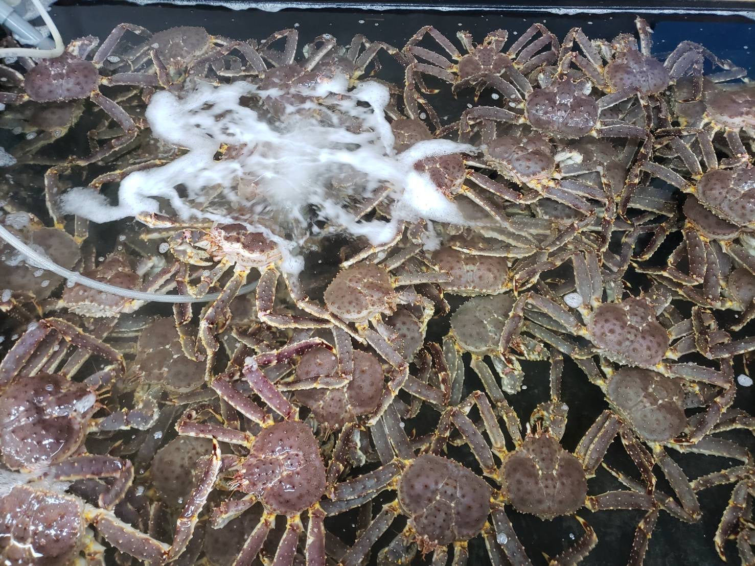 【北海道直送】"特大”タラバガニ姿茹で前3kgUP・発送直前に浜湯で冷凍