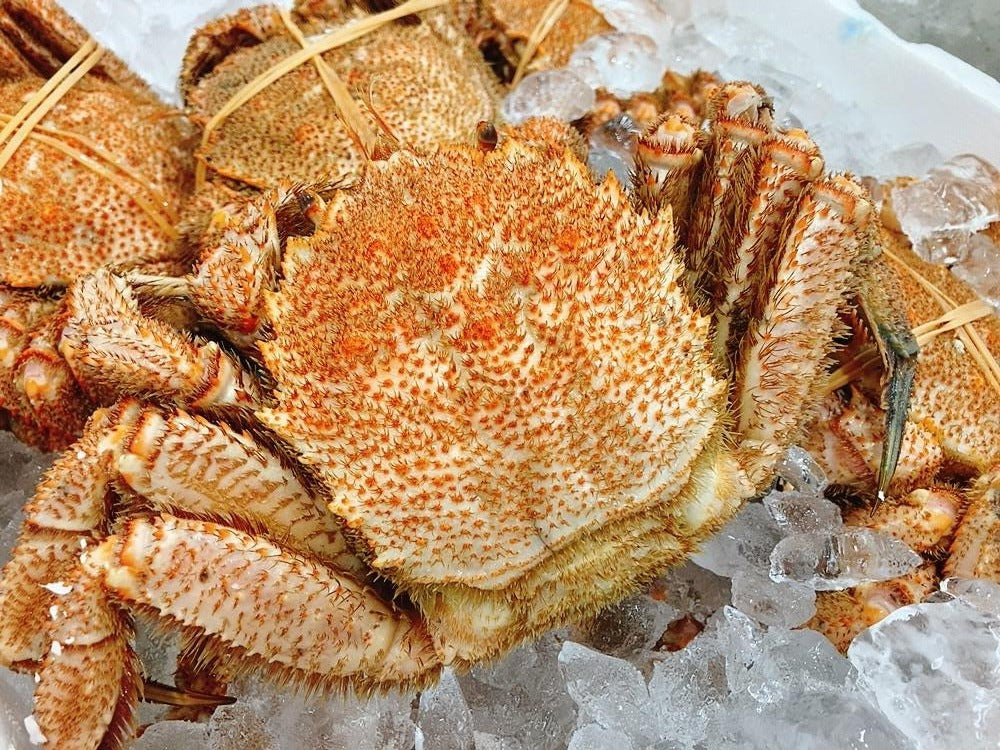 【北海道直送】太平洋産”大型”毛蟹約650gサイズ・浜茹で冷凍