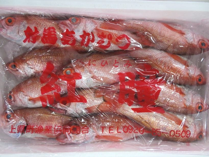 【紅瞳】白身魚の王様「ノドグロ」最上級ブランド"紅瞳"450-550g・豊洲市場直送・冷蔵