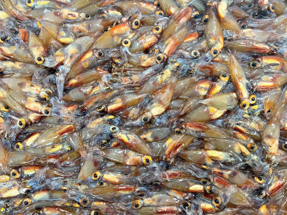【漁師直送】 山陰沖産生ホタルイカ約1kg（約250g×4）生冷凍ほたるいか鮮度抜群