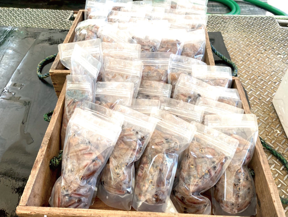 【漁師直送】 山陰沖産生ホタルイカ約1kg（約250g×4）生冷凍ほたるいか鮮度抜群