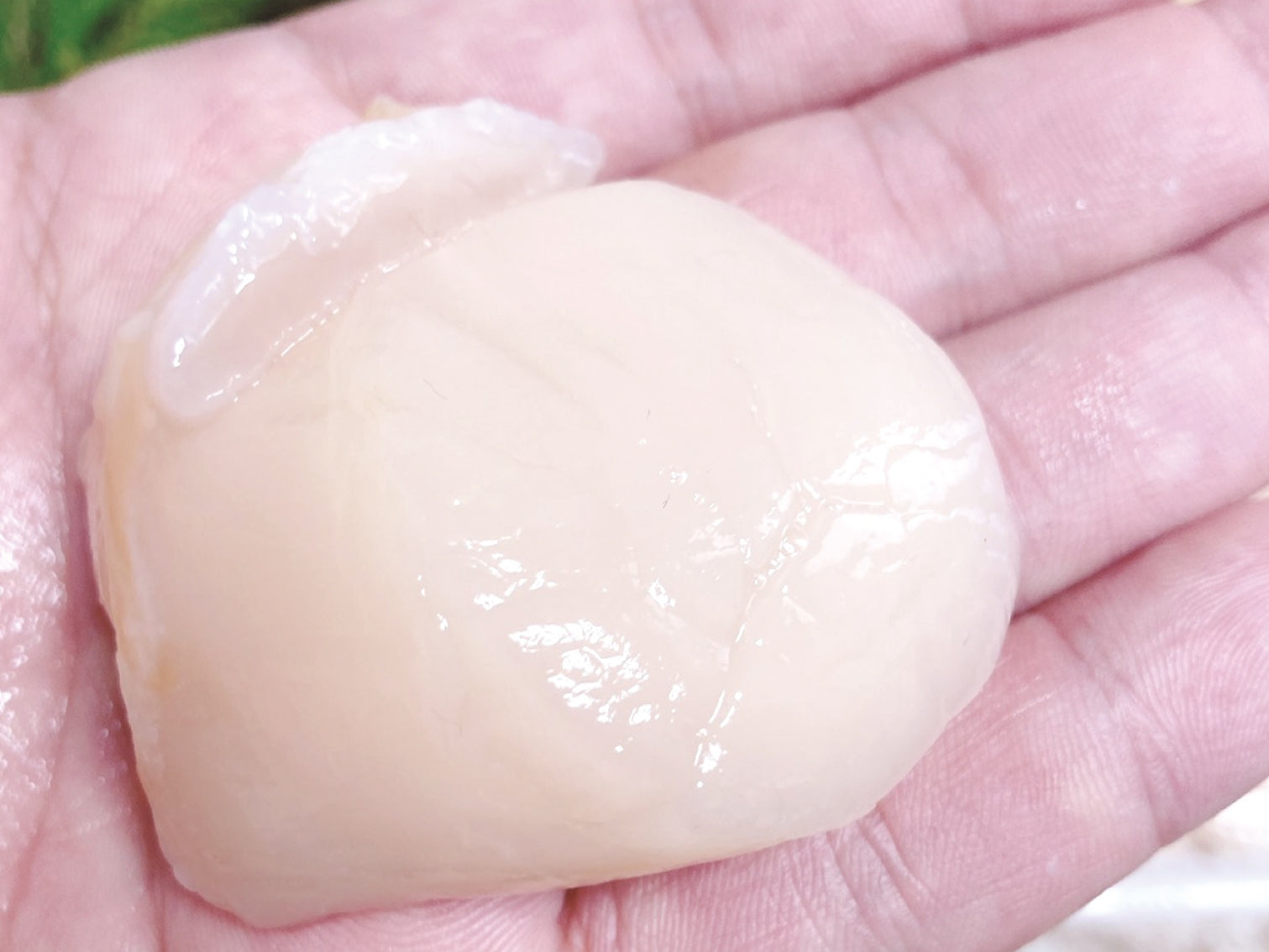 【豊洲市場直送】プリップリの特大生ホタテ（500g|15個）冷蔵