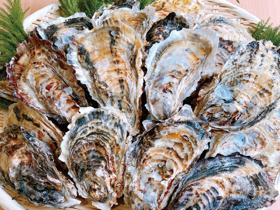 【産地直送】 何個でも食べれちゃう!コスパ随一!坂越産真牡蠣20個(個/ 70-120g)生食用殻付き牡蠣(かき)
